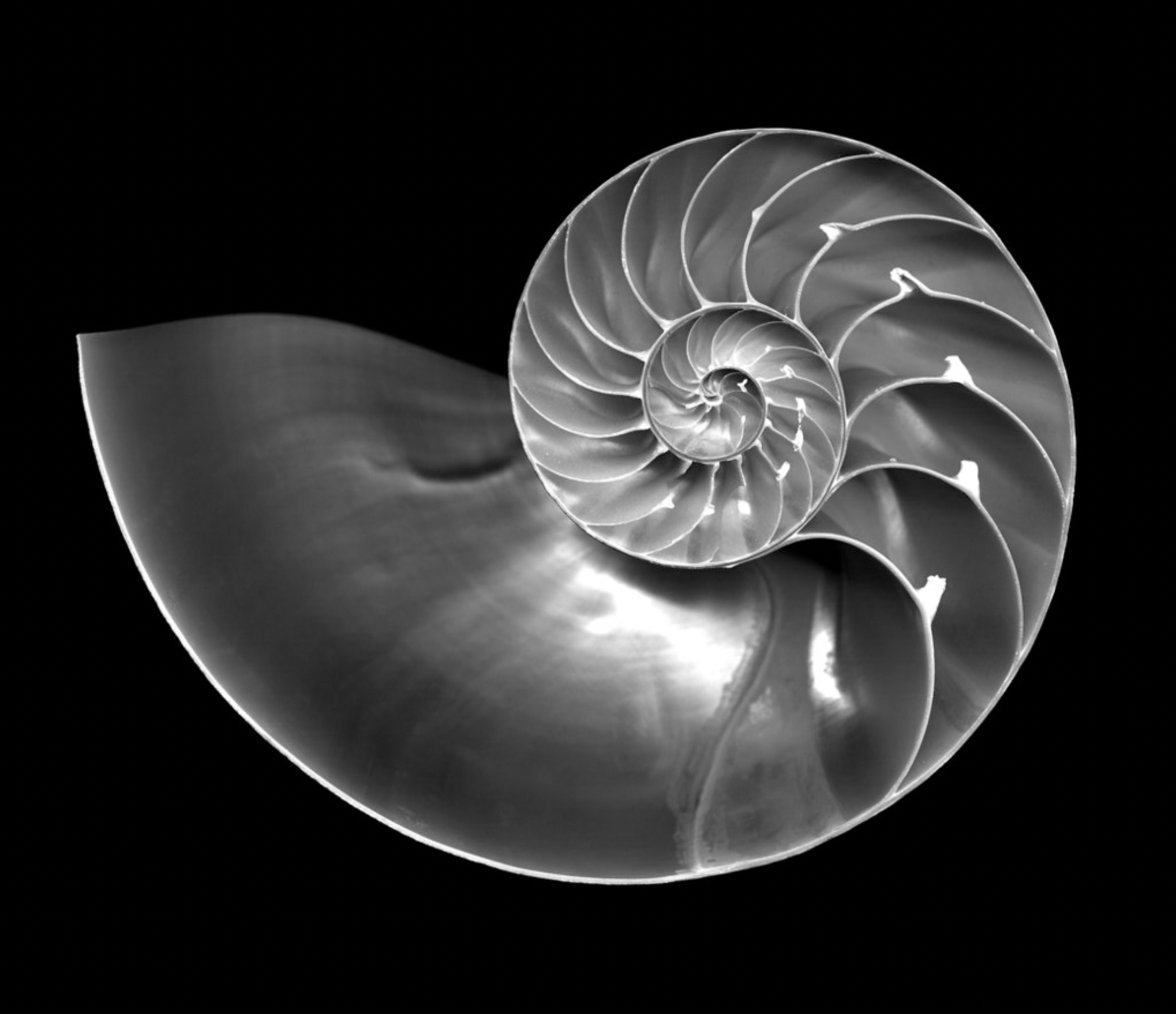 Nautilus shell in black and white