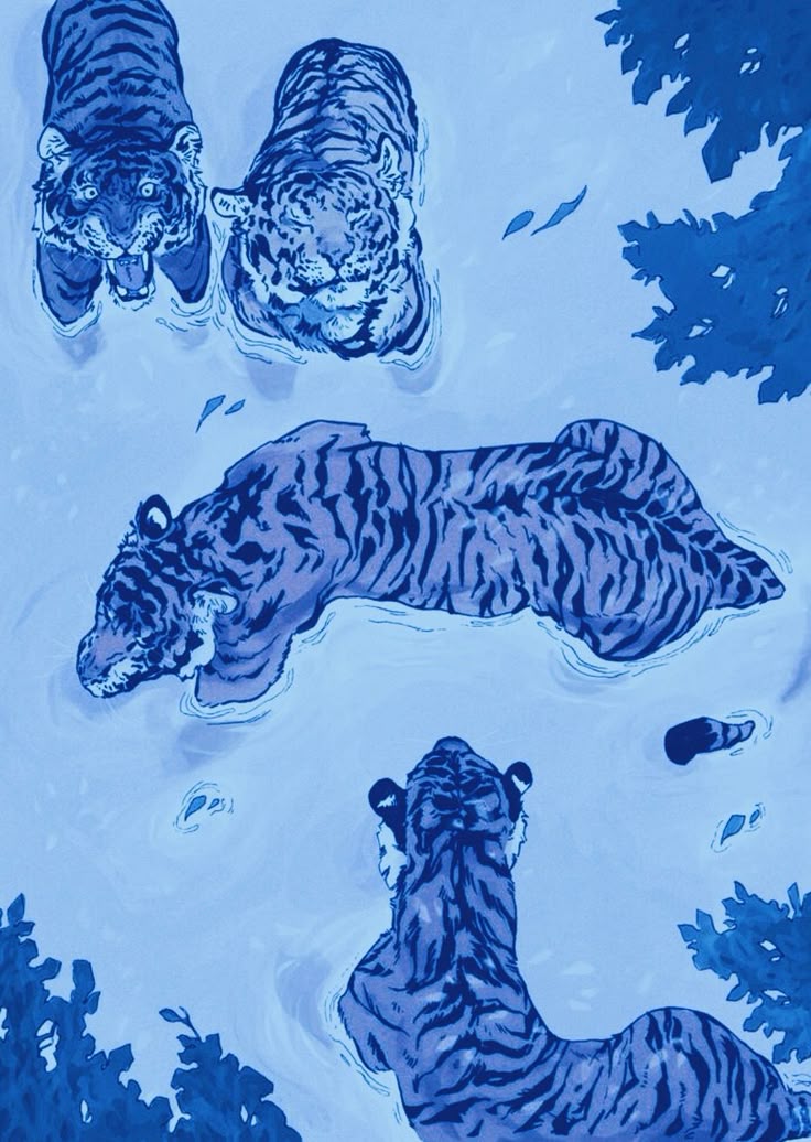Four tigers bathing in river, shades of blue